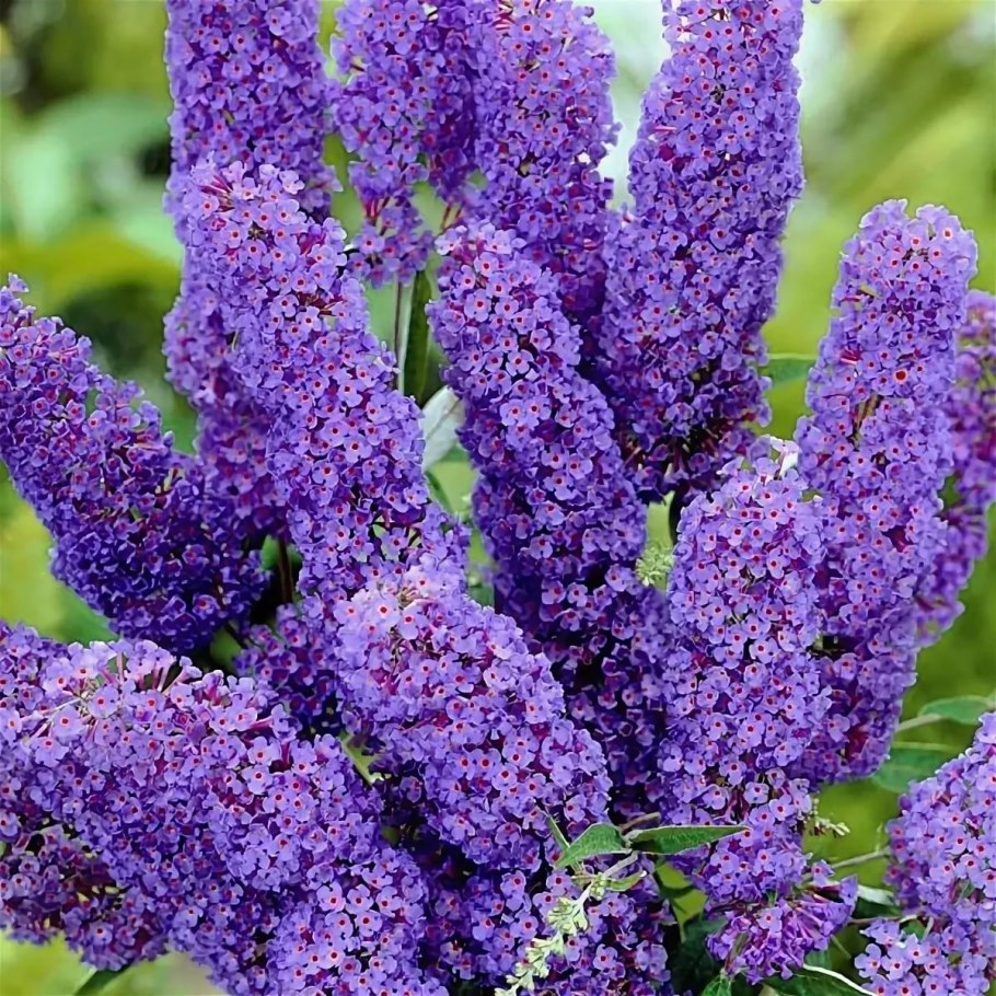 Буддлея nanho Purple