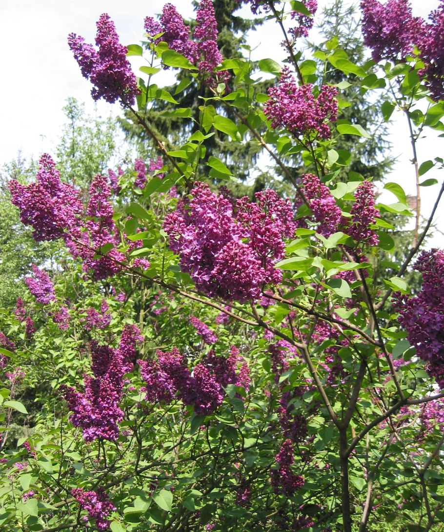 Syringa vulgaris кустарник