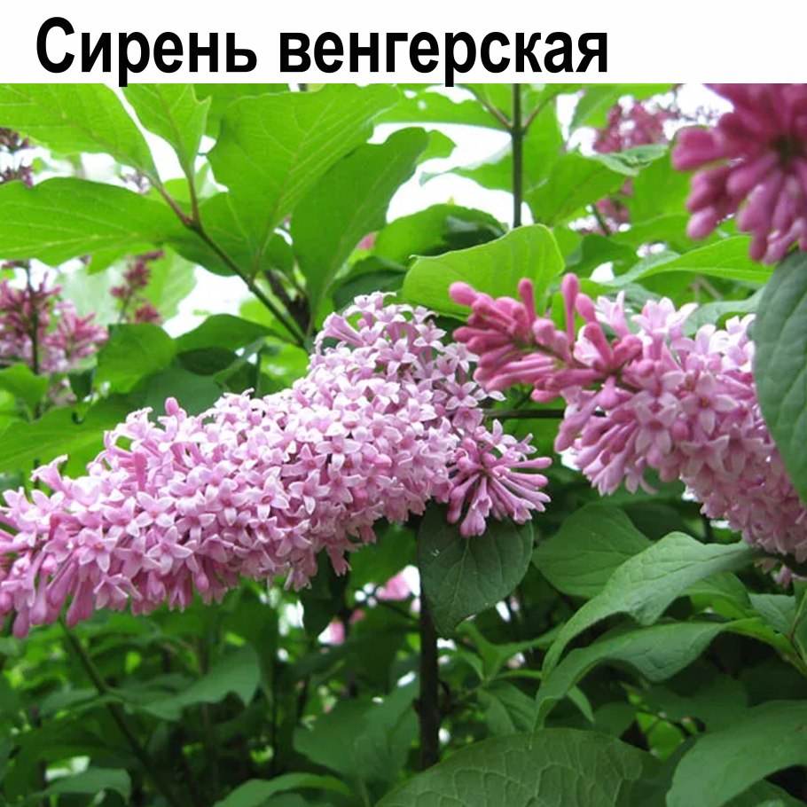 Сирень Амурская ligustrina amurensis Rupr
