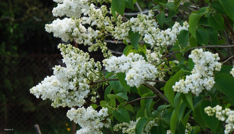 Буддлея Давида Buddleja davidii