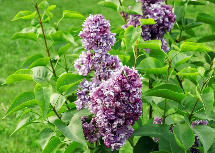 Сирень кустовая