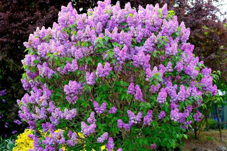 Кустарниковая Глициния (Wisteria frutescens)