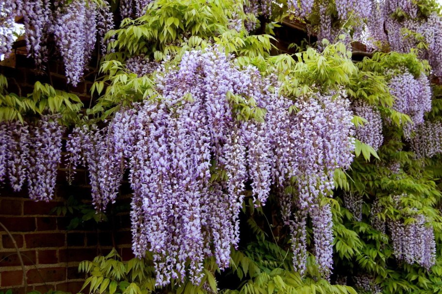 Сирень Амурская Syringa amurensis