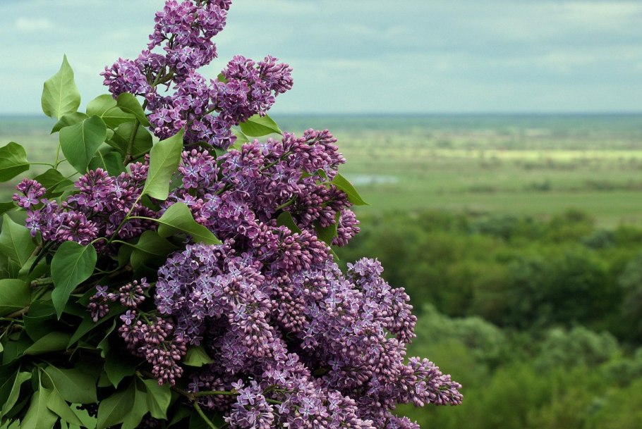 Syringa vulgaris 'Alba'