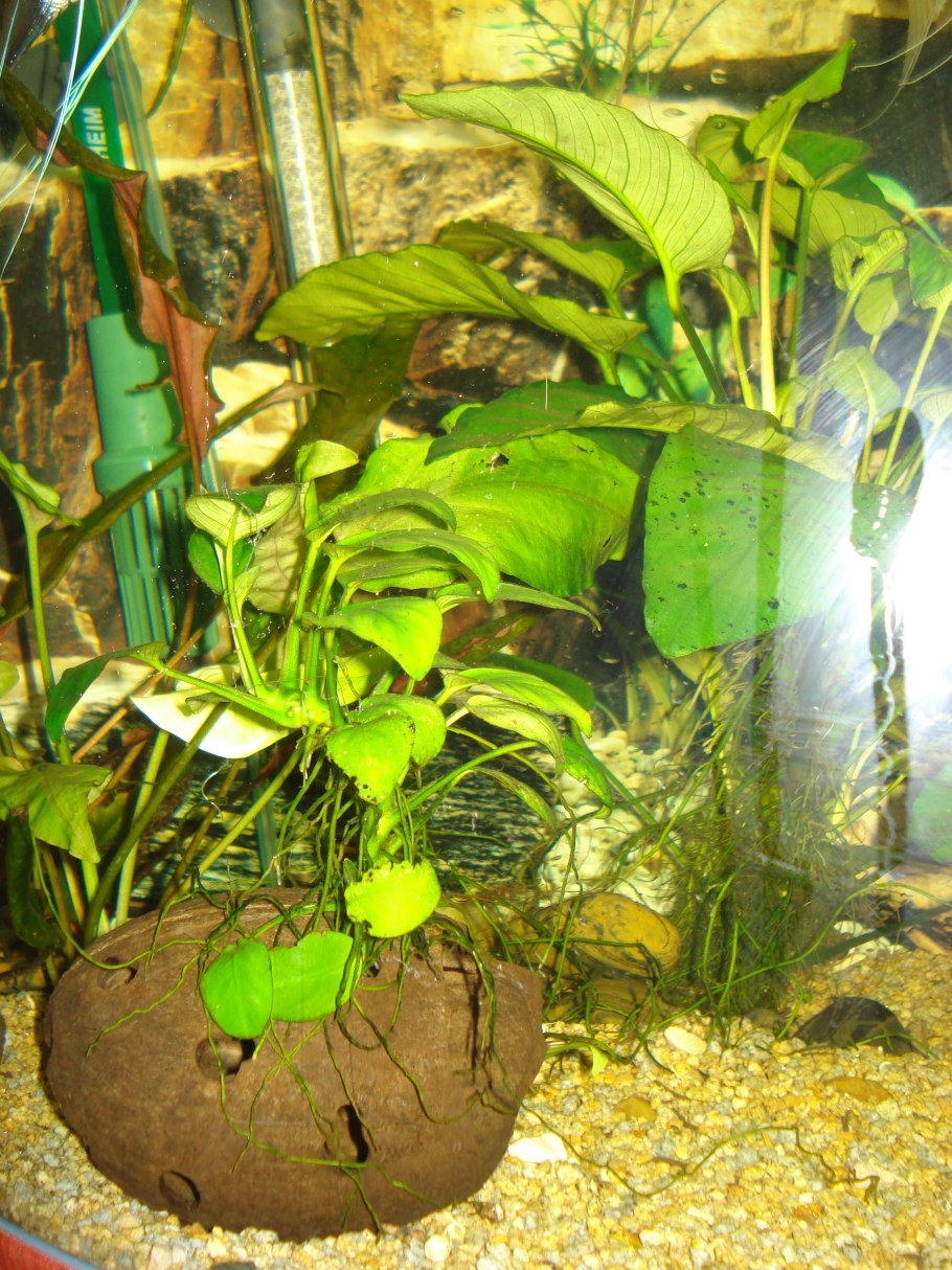Anubias Pangolino