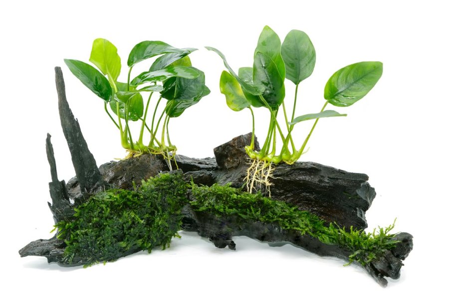 Анубиас бартери Нана (Anubias barteri var. Nana