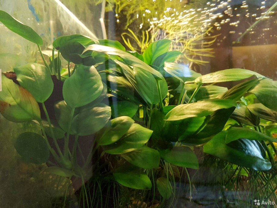 Anubias barteri Diamond