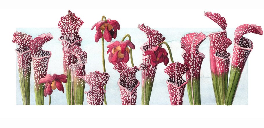 Книга селам или язык цветов д.Ознобишин