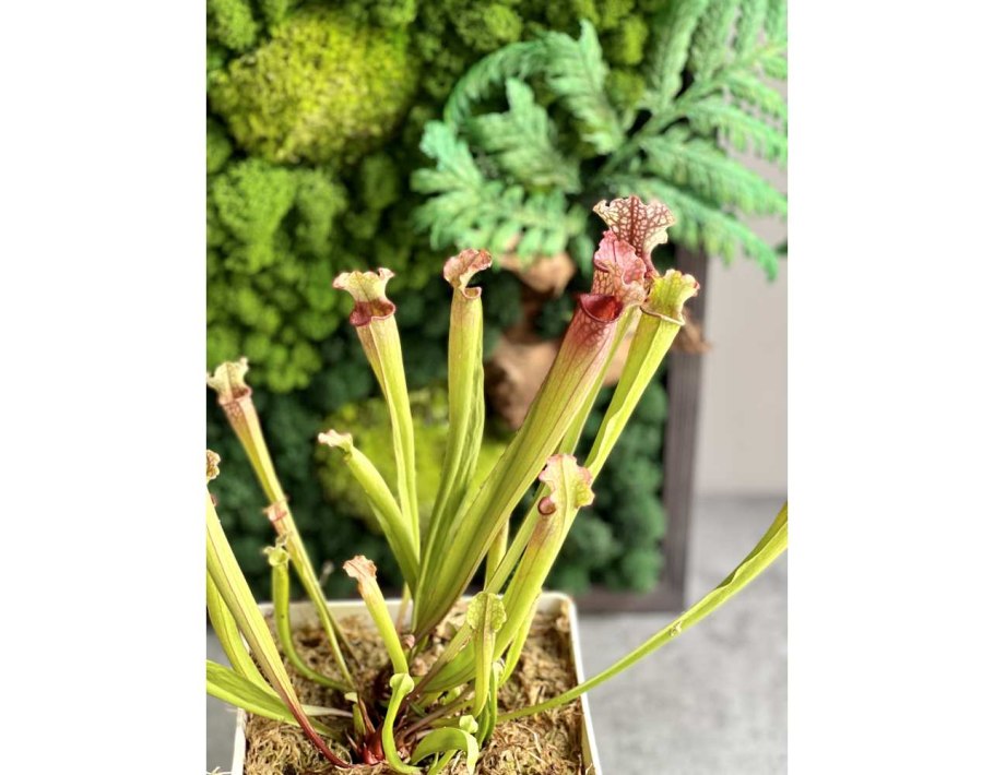 Саррацения Barba