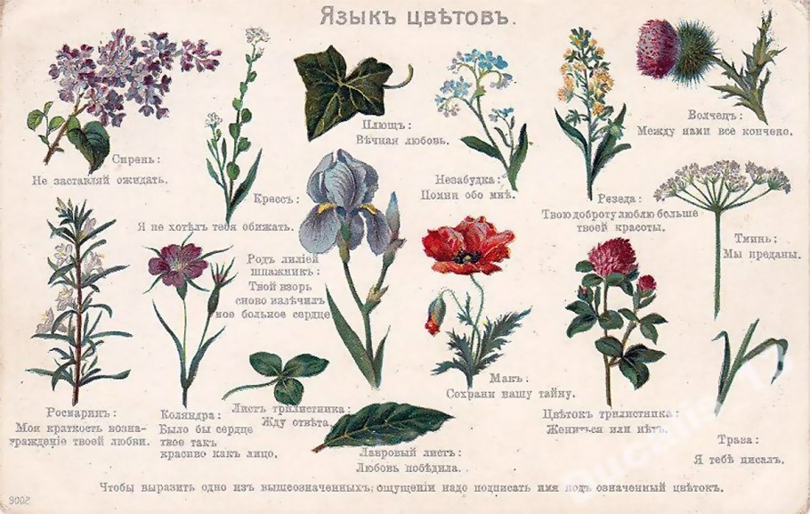 Пожелания на языке цветов