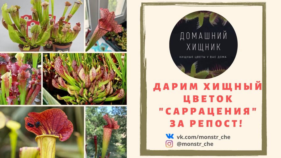 Викторианский язык цветов