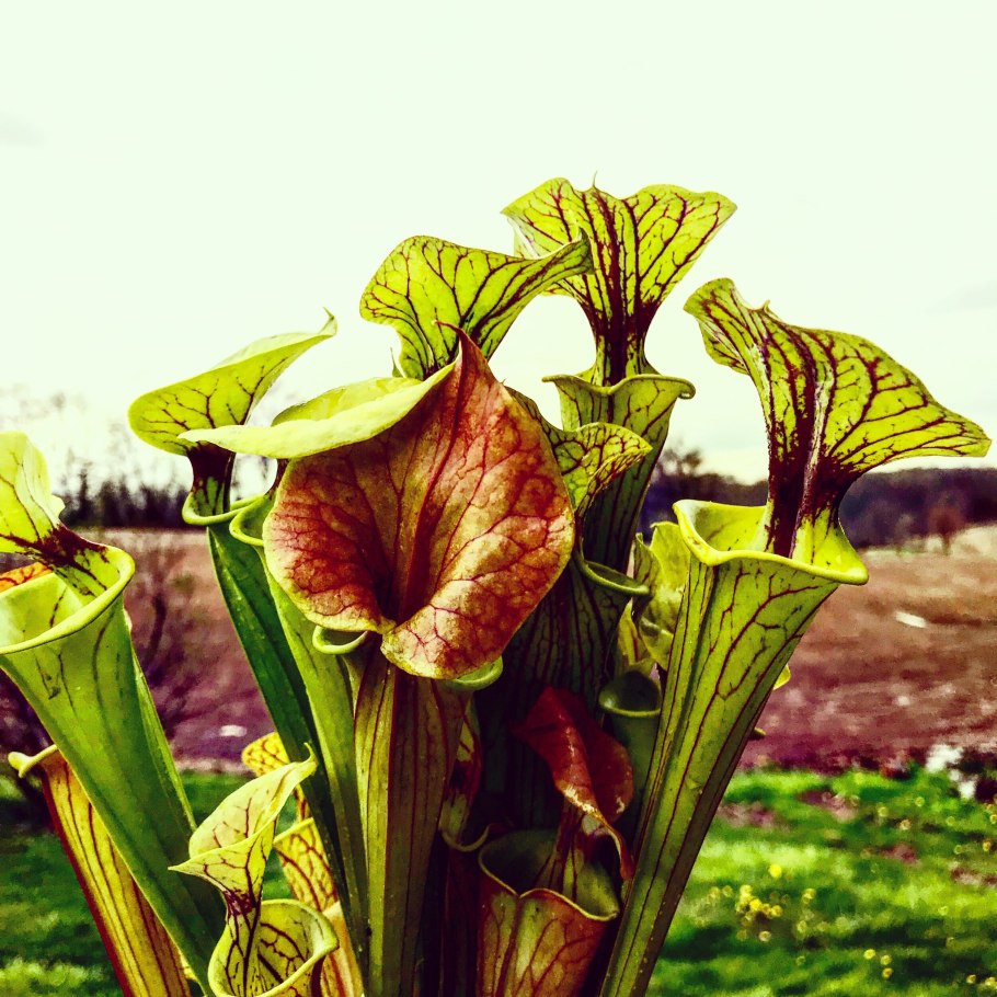 Саррацения дарлингтония