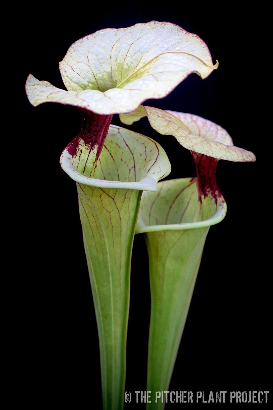 How to grow Pitcher Plants