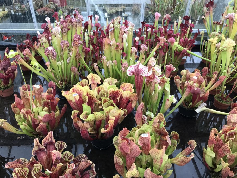 Sarracenia purpurea гомеопатия