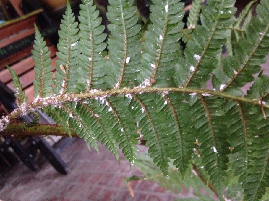 Зародыш папоротника