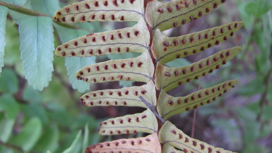 Щитовка нефролепис