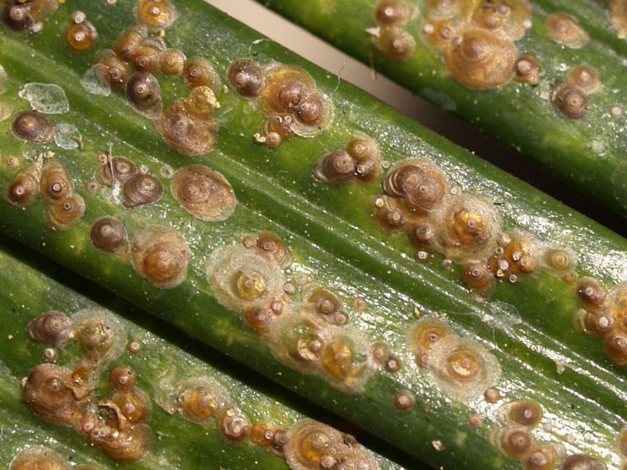 Спорогон у папоротника