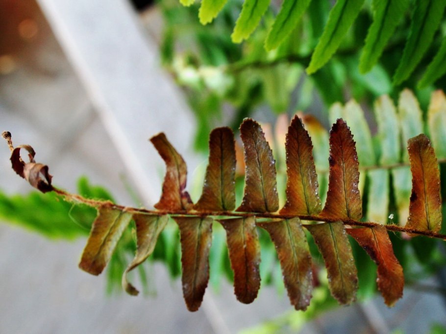 Щитовка нефролепис