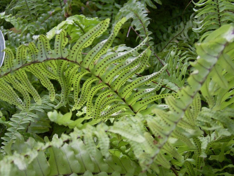 Нефролепис папоротник листва