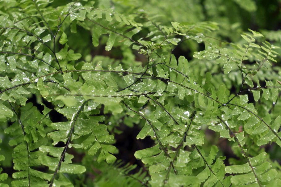 Щитовник Голдиана