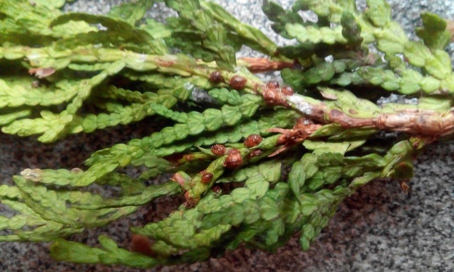 Папоротник нефролепис лист