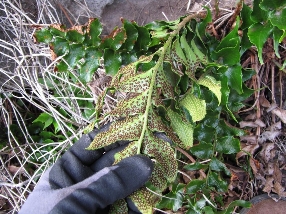 Хвощевидные папоротники