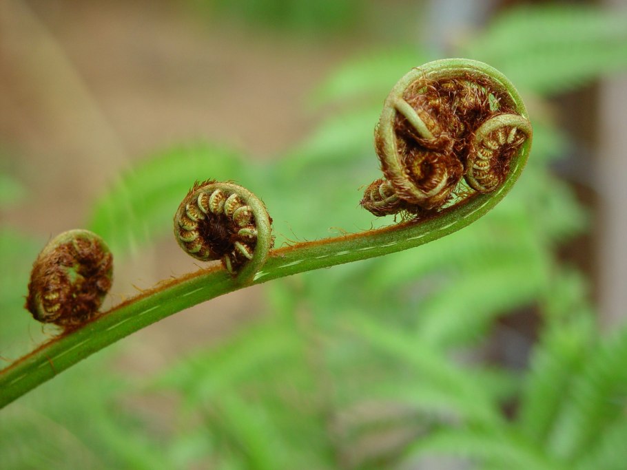 Асплениум гнездовой эпифит