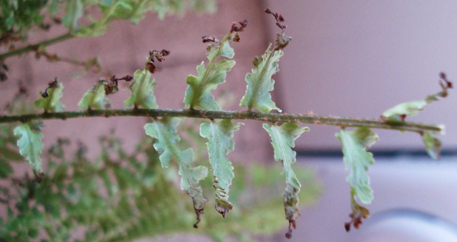 Папоротник асплениум болезни