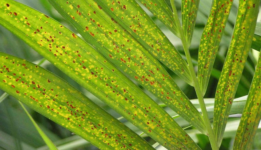 Пальмовая щитовка