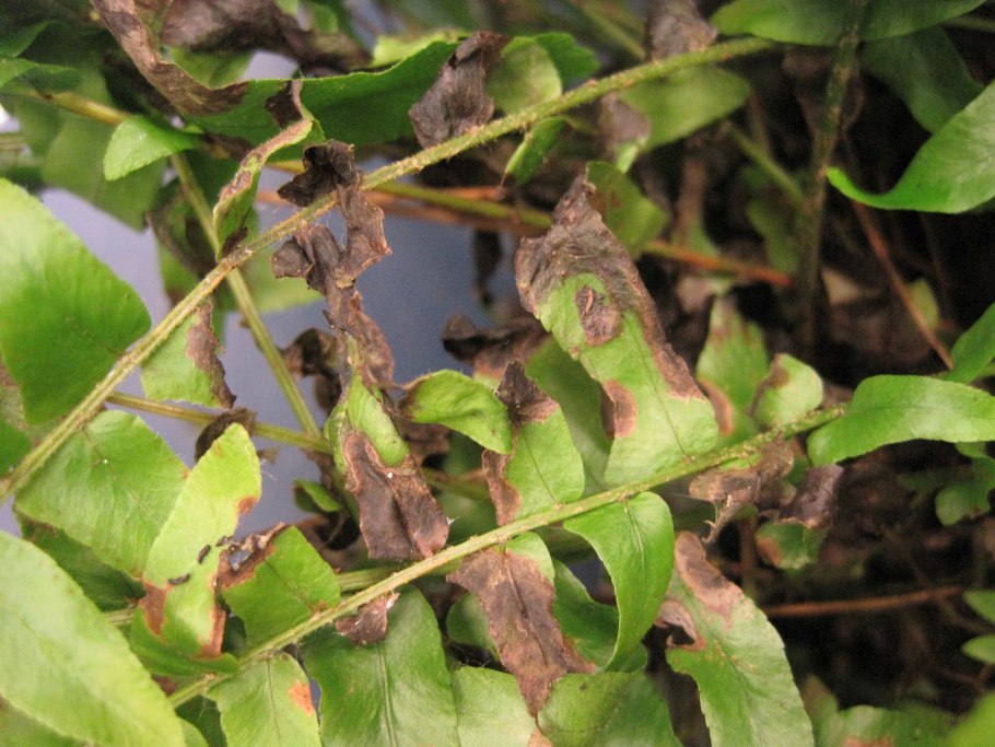 Папоротник нефролепис лист