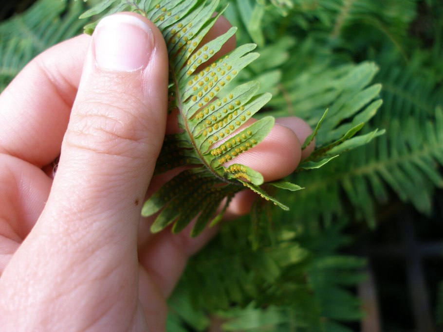 Кактусовая щитовка