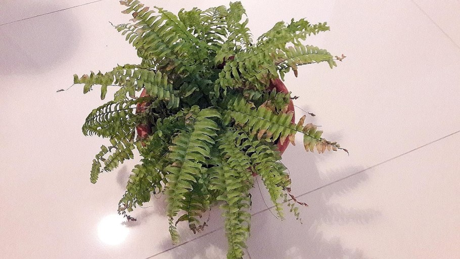 Папоротниковидные схема