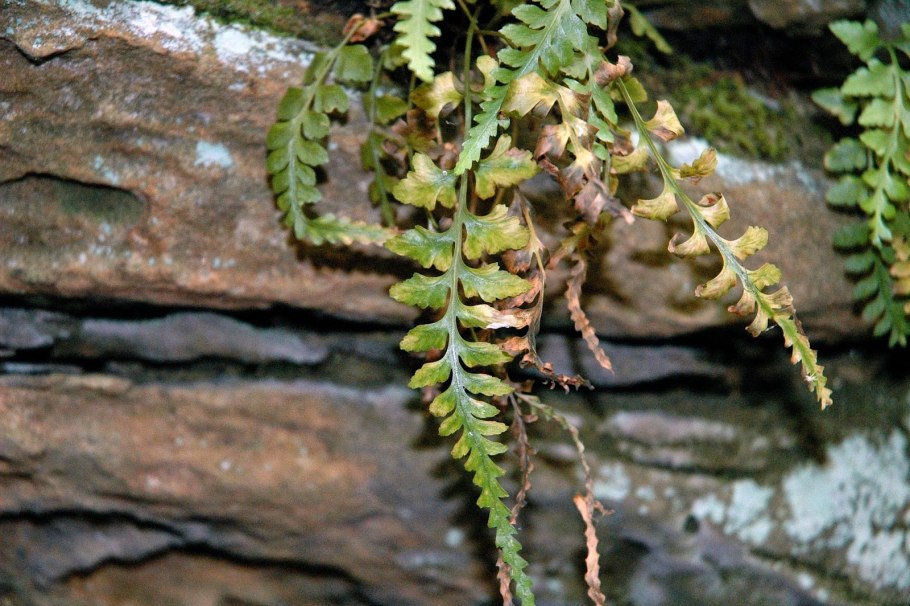 Папоротник адиантум ради