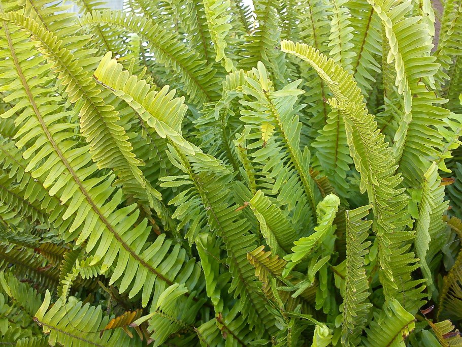 Асплениум волосовидный