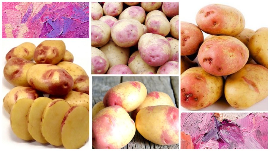 Картофель сорта Ильинский