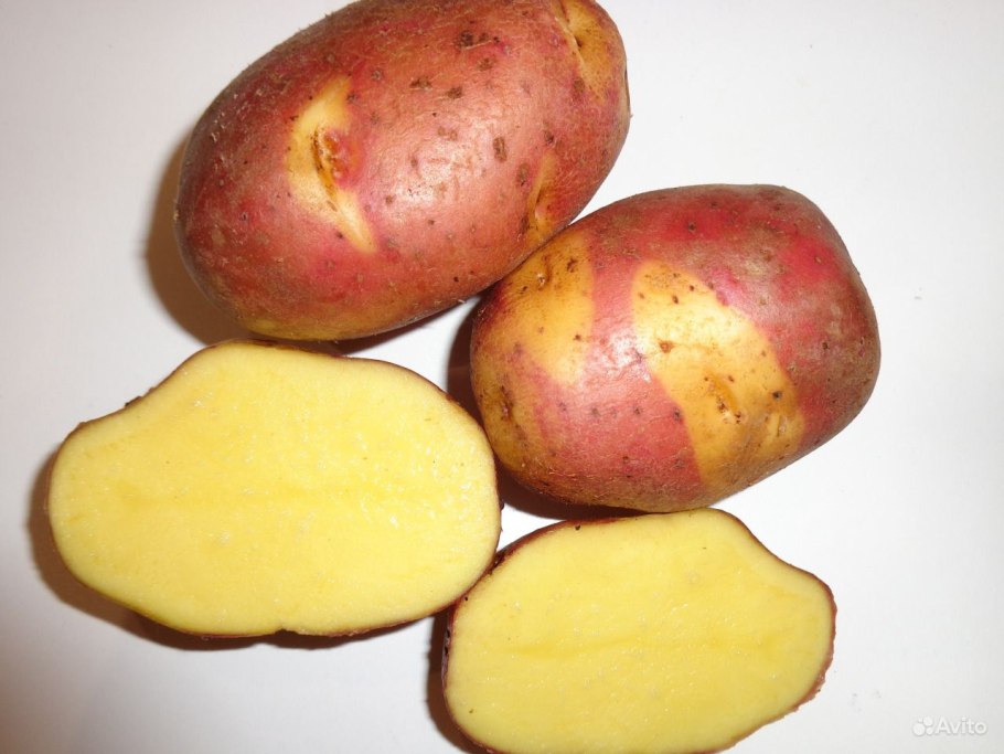 Сорт картофеля Брюнель