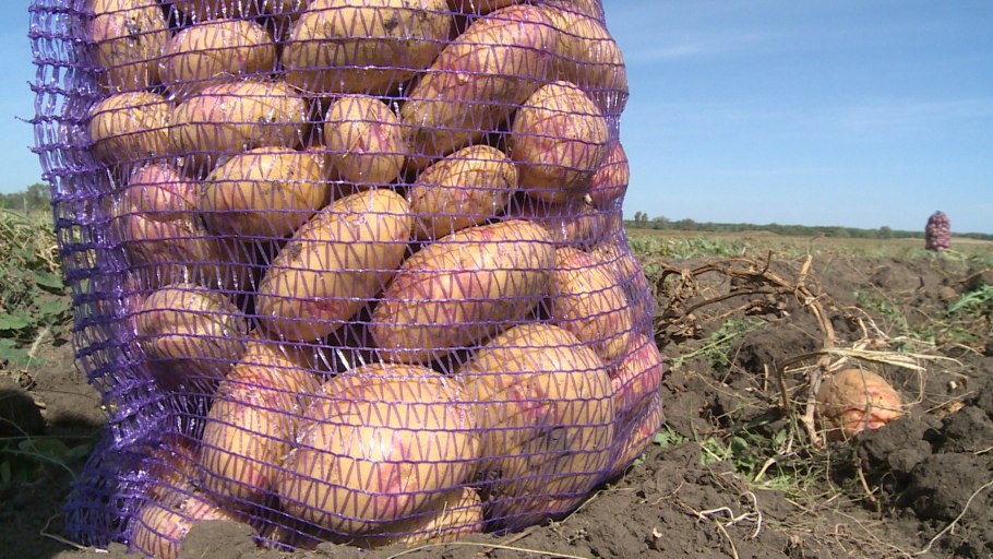 Картофель ред Скарлет