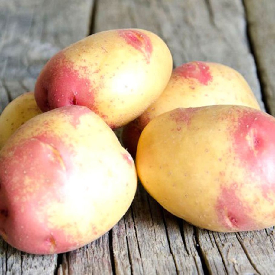 Сорт картофеля Пикассо