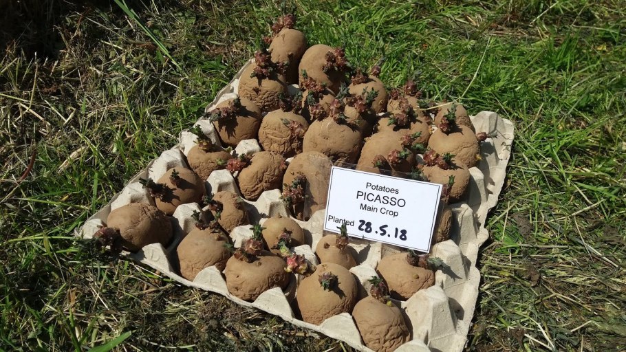 Сорт картофеля барин