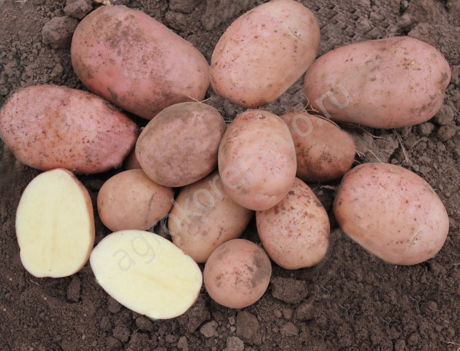 Сорт картофеля Пикассо