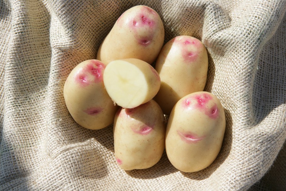 Сорт картофеля Пикассо