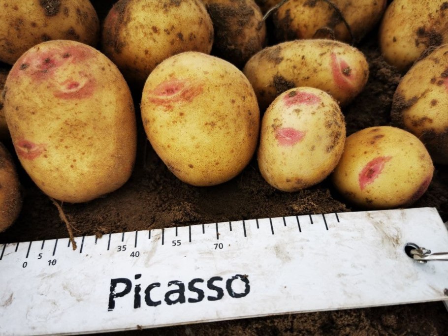 Картофель Армада