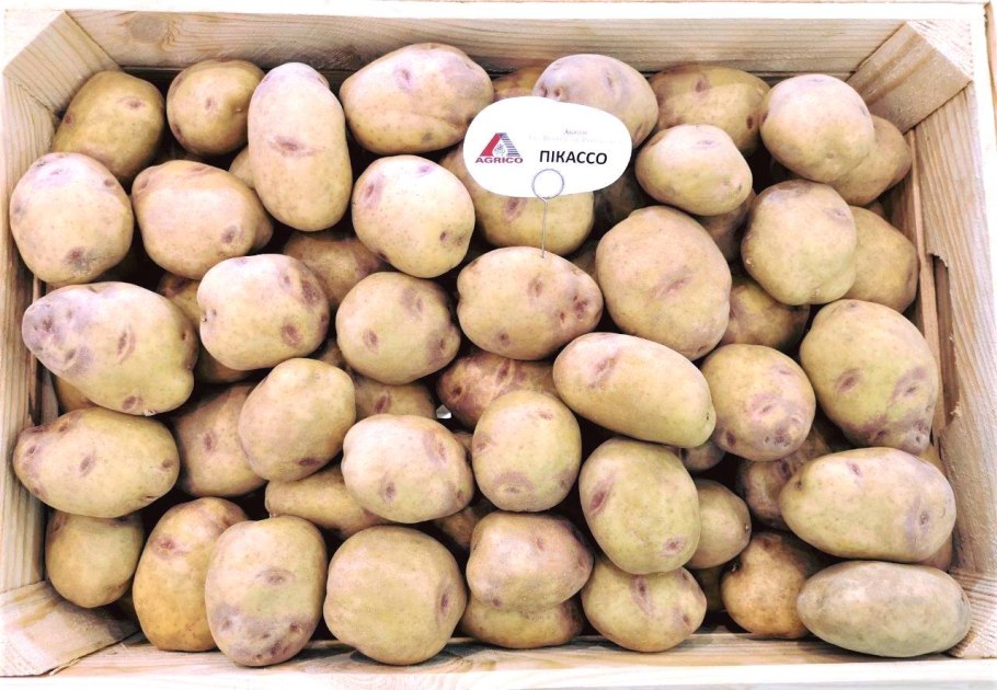 Сорт картофеля фермер