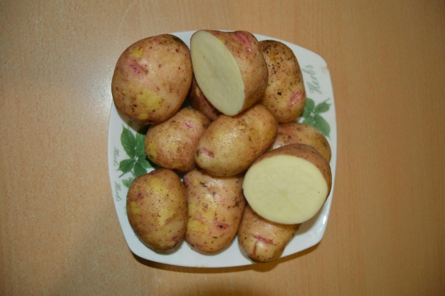 Сорт картофеля Синеглазка (Ганнибал)