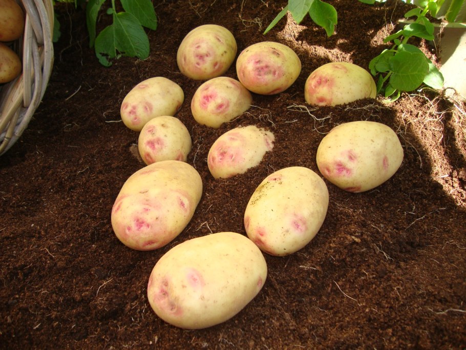 Сорт картофеля Пикассо