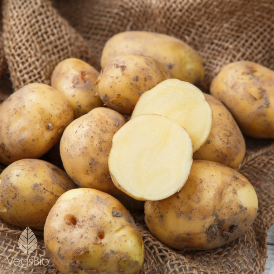 Картофель Пикассо семена