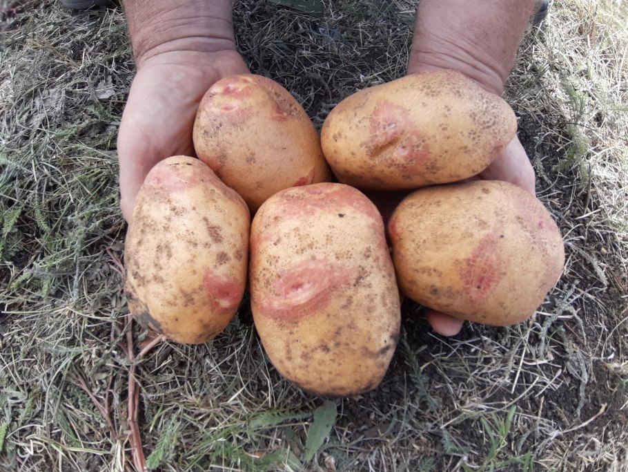 Семена картофеля Уральский Дачник