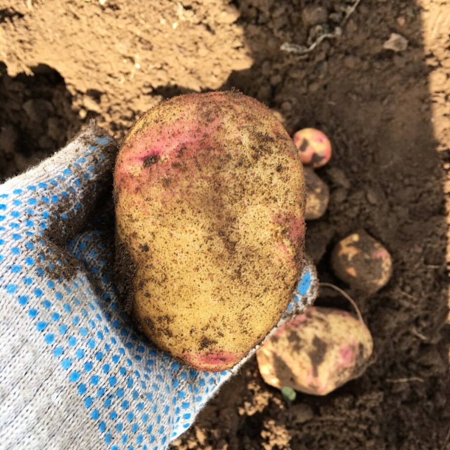 Семенной картофель Пикассо