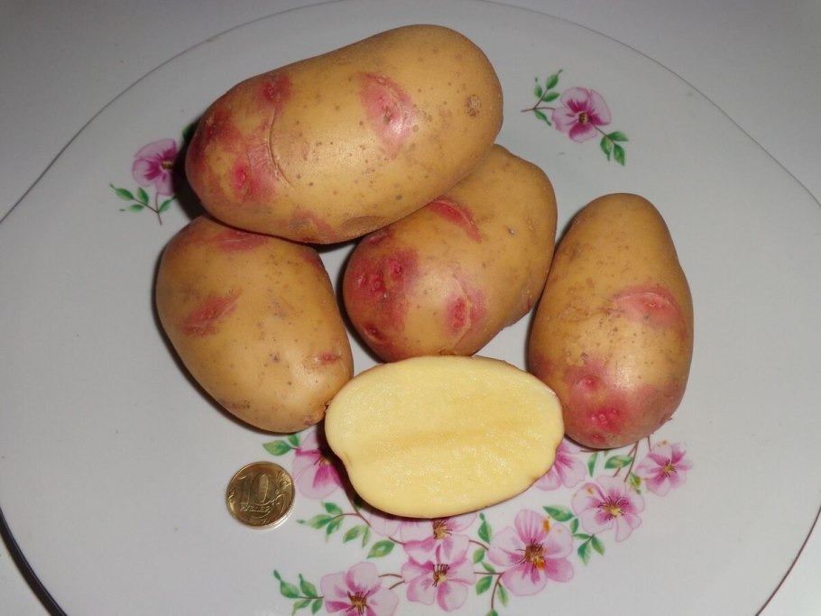 Картофель (Potato) Gloria f1