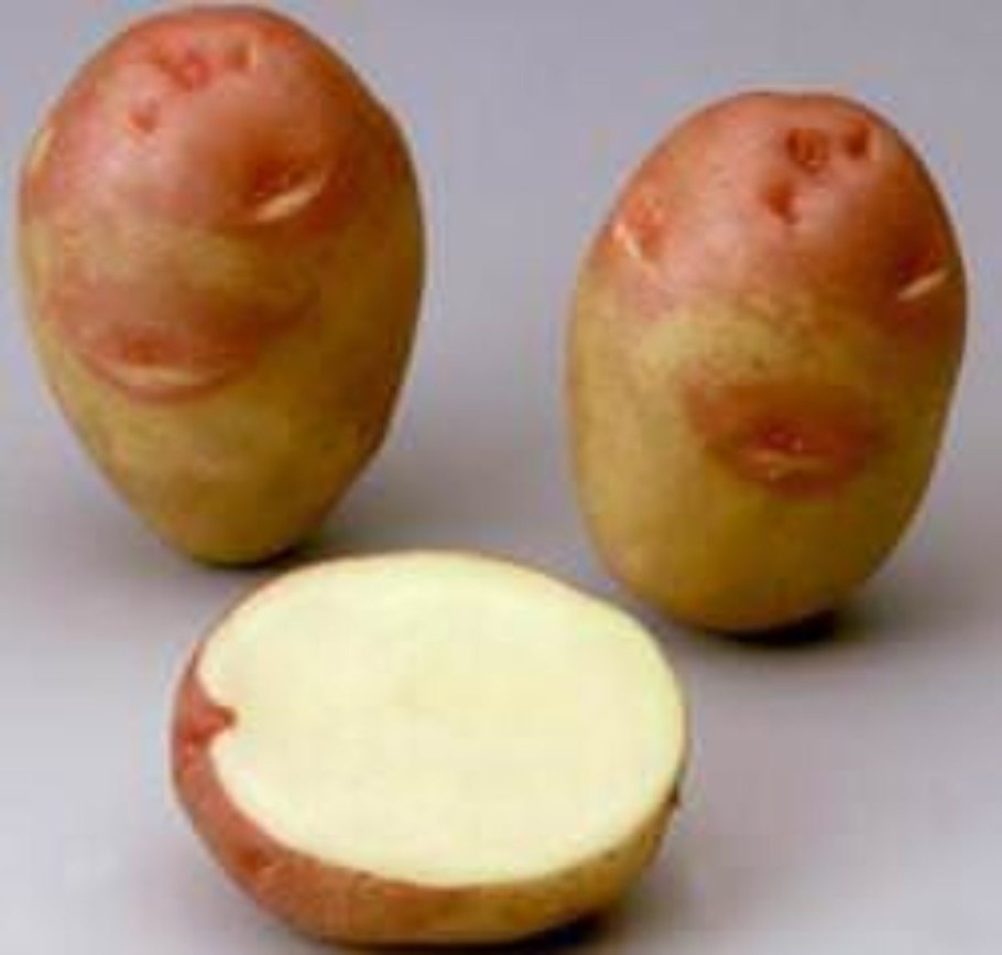 Брянский надежный сорт картофеля